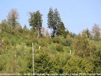 IMG 9863  Mesterscheid ist als ein Teil der ehemals selbstständigen Gemeinde Becke seit dem 1. Januar 1975 ein Ortsteil der Stadt Hemer. Bick vom Mehrfamilienhaus ein paar Tannen haben Orkan Kyrill 2007 standgehalten.